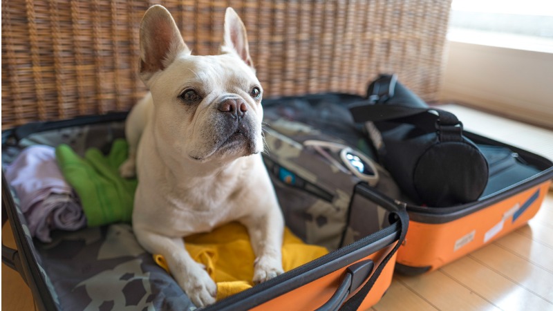 witte bulldog valies witte hond in koffer